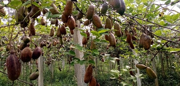 初秋时节,普定县补郎乡新秀村的八月瓜喜获丰收,种植基地里一片忙碌