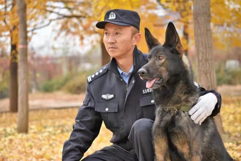 中国功勋犬图片