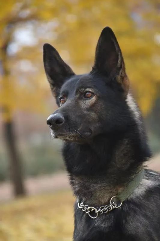 全国冠军功勋昆明犬黑狼和主人付屹战友情深