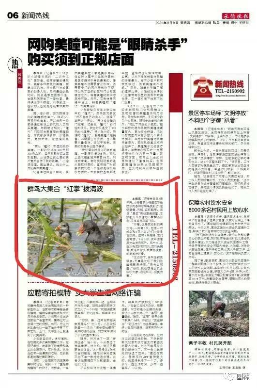 滦平因为这位"客人"上了今天承德晚报新闻热线!