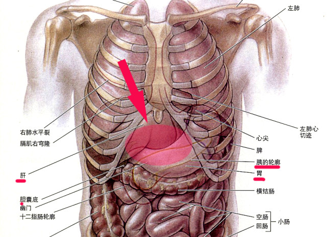 心口窝疼痛的位置图图片