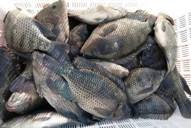 南方臭水沟里常泛滥,农民称它为"大便鱼",在国外却是香饽饽