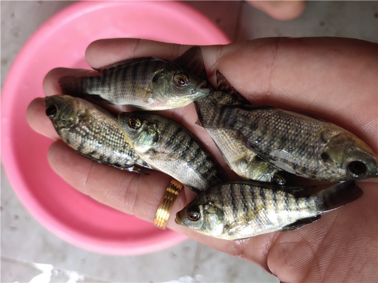 南方臭水沟里常泛滥,农民称它为"大便鱼",在国外却是香饽饽