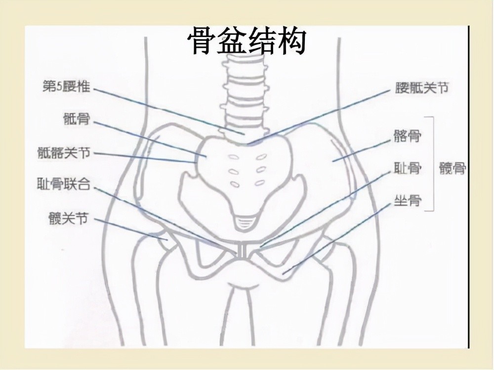 一篇干货让你看懂骨盆修复建议马克