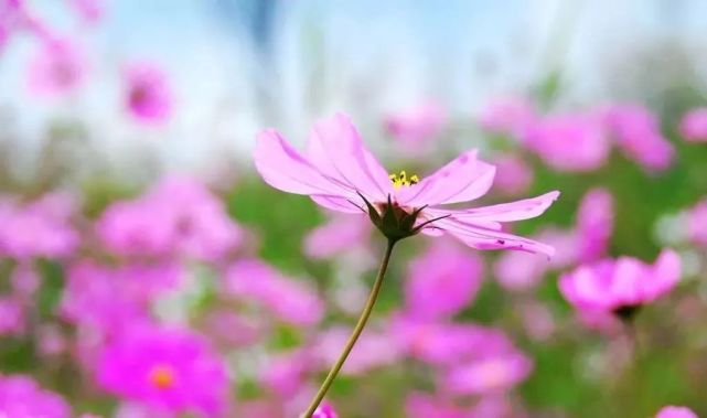 花艺知识丨花的形态与结构 花冠 子房 雌蕊 雄蕊 花萼