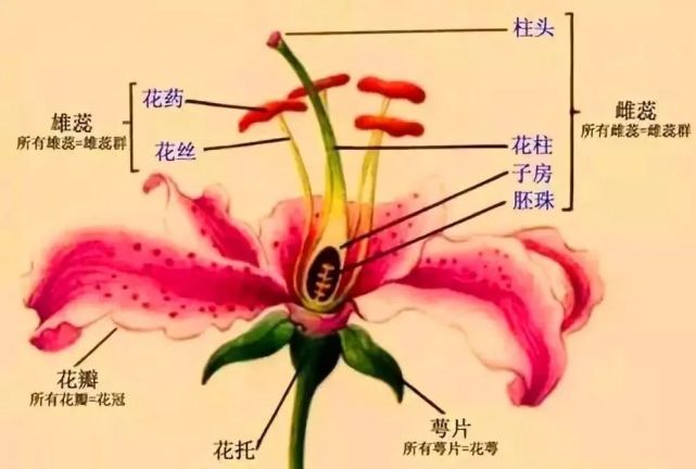 花艺知识丨花的形态与结构 花冠 子房 雌蕊 雄蕊 花萼