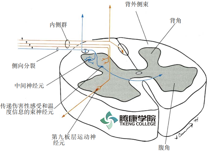 分布在脊髓的背侧而经腹根释放运动指令的运动核组团分布在脊髓的腹侧