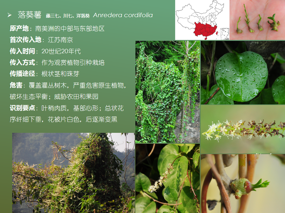 丨中国外来入侵物种名单(第二批,植物)丨中国外来入侵物种名单(第一批