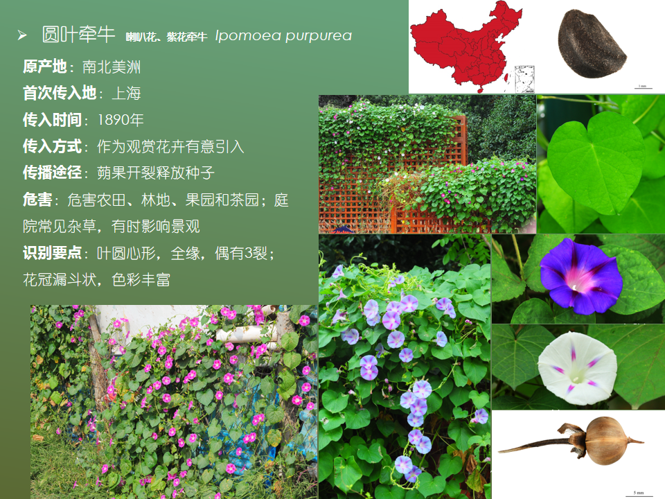 丨中国外来入侵物种名单(第四批,植物)