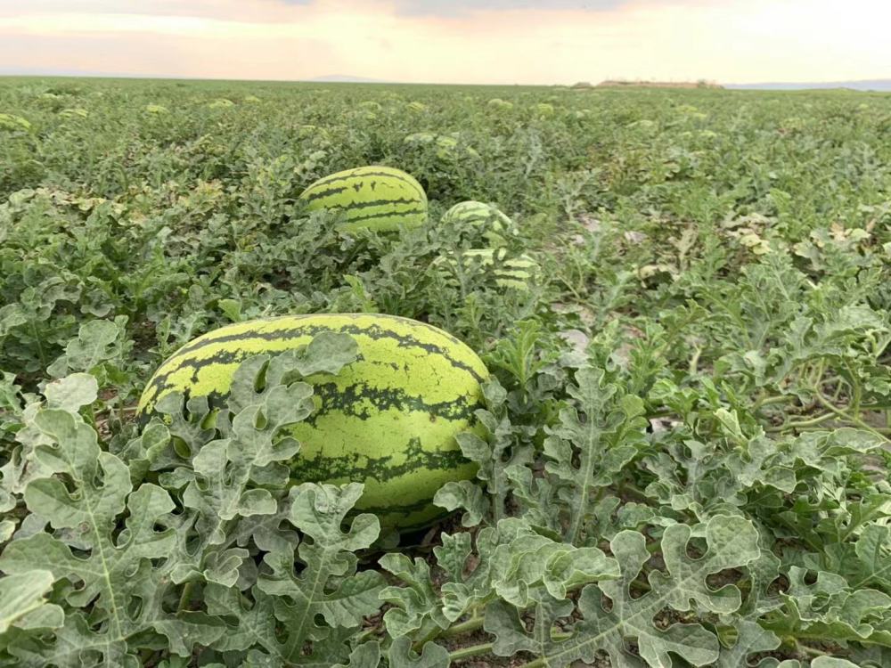 沙漠里随处可见的西瓜为何再渴也不要吃这样回答能得100分