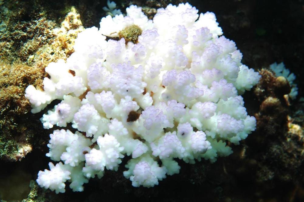 澳洲大堡礁持续白化超65珊瑚受损第六次生物灭绝即将来临