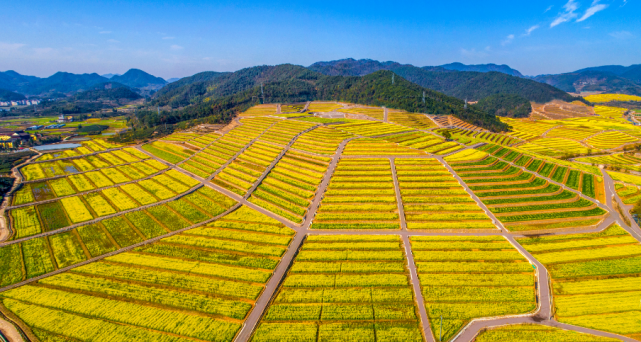 老家磐安|舞龙故乡,茶镇玉山,奋力谱写高质量发展新篇章