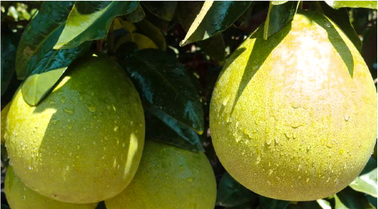 京东生鲜与大埔县乡村振兴局达成战略协议打造大埔蜜柚特色产业带