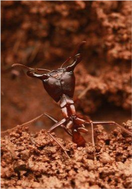 食蟻獸碰到行軍蟻,為何會繞道走?難道害怕它嗎?