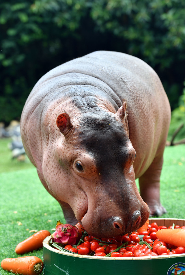 9月9日,廣州長隆野生動物世界的河馬菲菲在自己的兩歲生日會上享受