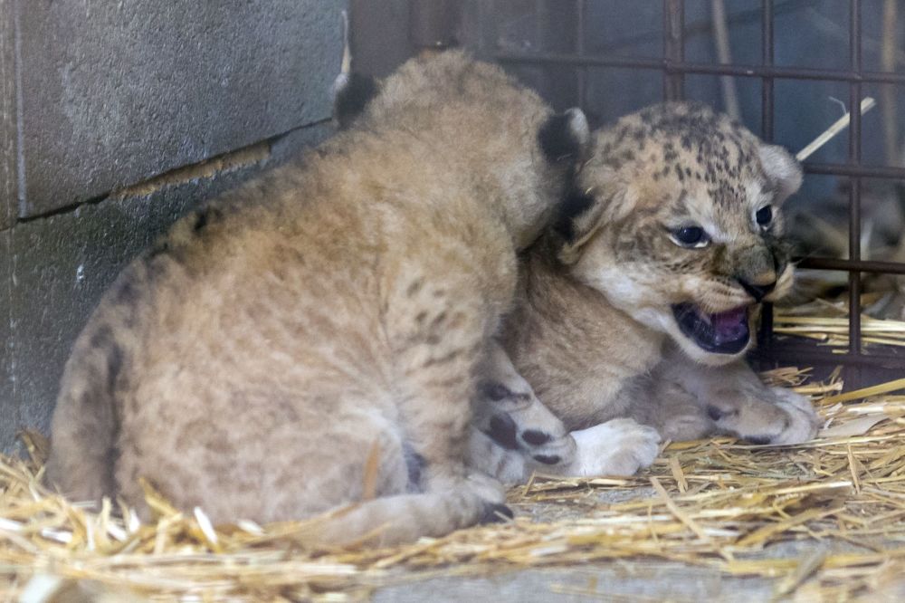 (外代一线)法国:狮子幼崽_腾讯新闻