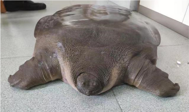 可以说,鼋的珍稀程度丝毫不亚于大熊猫,但这种"看似是鳖却不是鳖"的