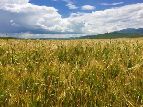 青稞产地在哪都有哪些常见品种