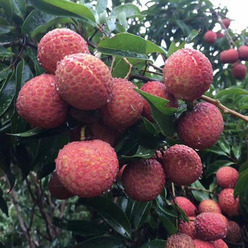 几月份成熟上市?|灵山荔枝|桂味荔枝