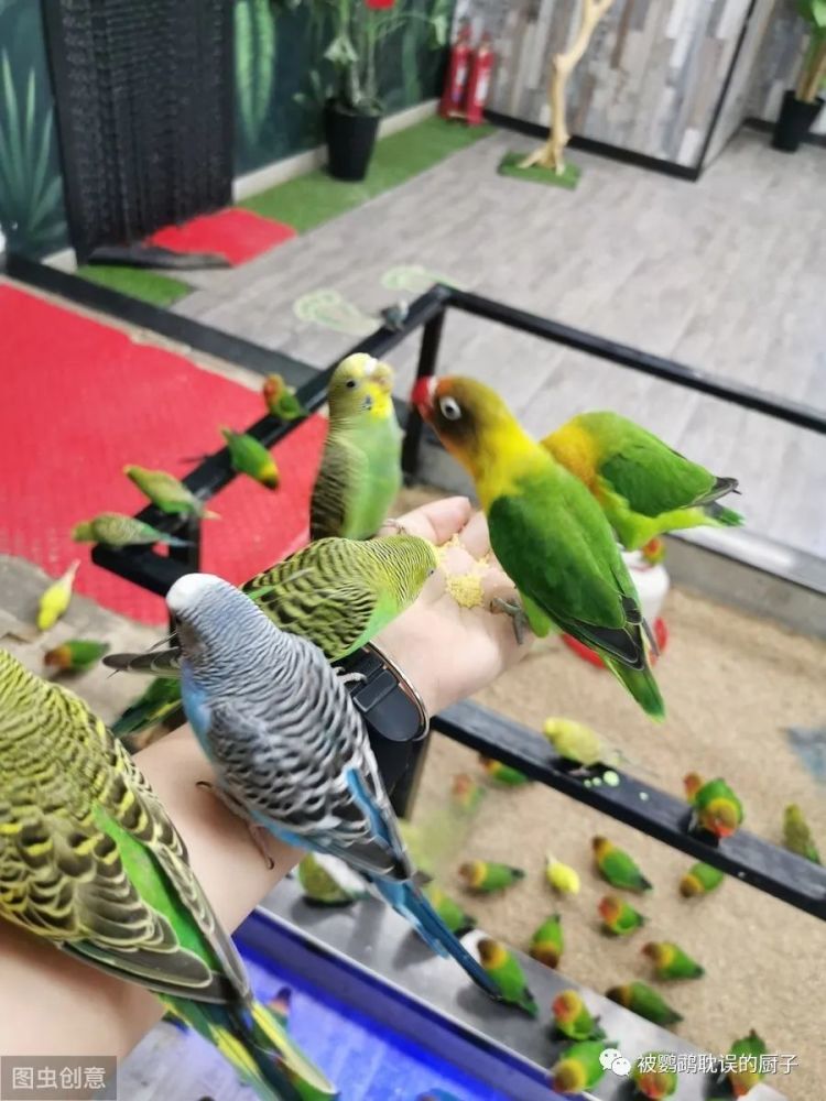 新手饲养鹦鹉常备这些药,没经验也不怕,养出的鹦鹉健康又活泼_腾讯