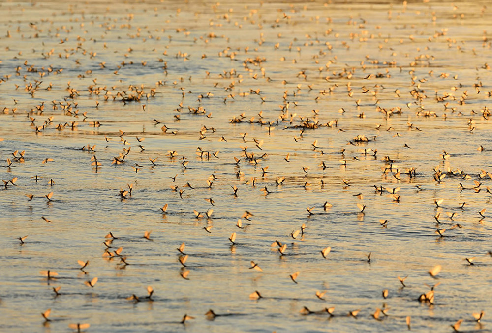 湖南沅江出现大量蜉蝣!密密麻麻满天飞,天气要大变了吗?