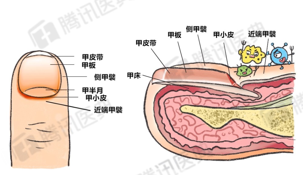 手指甲的结构及解剖图图片
