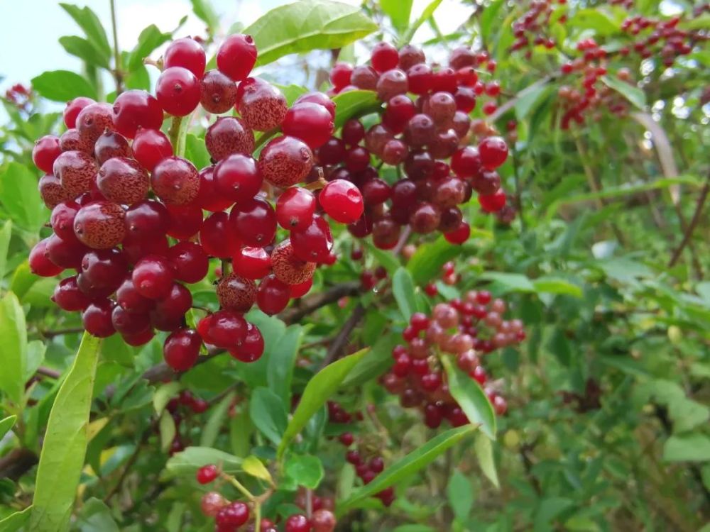 喜迎cop15▏宣威方言叫老米初其实学名称珍珠荚蒾