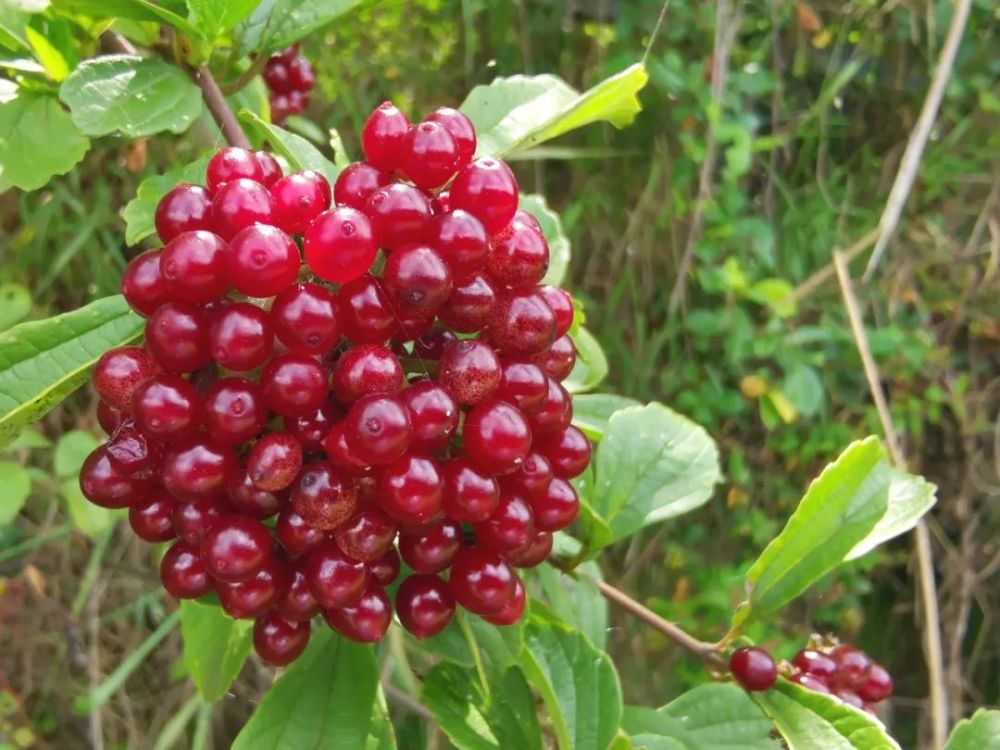 喜迎cop15▏宣威方言叫老米初其实学名称珍珠荚蒾