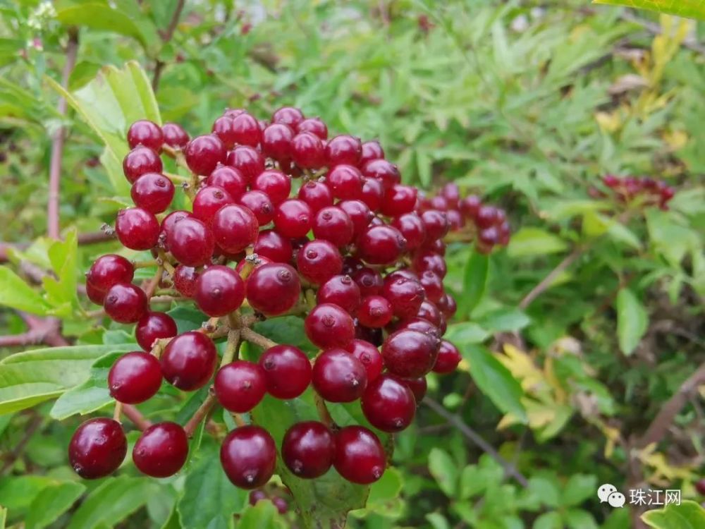 喜迎cop15▏宣威方言叫老米初其实学名称珍珠荚蒾