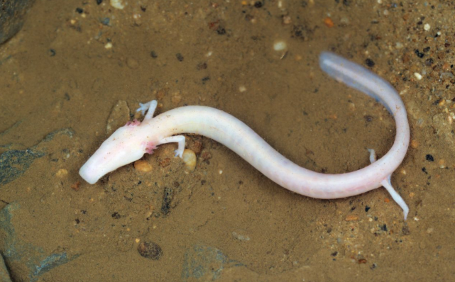 时隔7年!浙江乌岩岭再现"龙角"奇蛇,角烙铁稀有,有剧毒