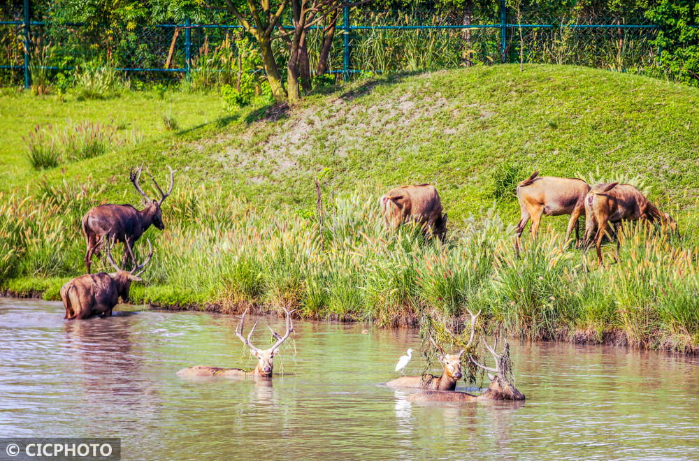 泰州麋鹿保护区图片