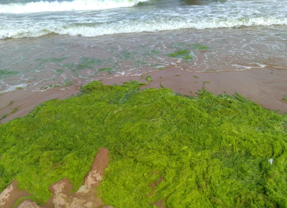 滸苔在生物學上,就是一種大型海藻,藻體為鮮綠色或淡綠色,由單層細胞