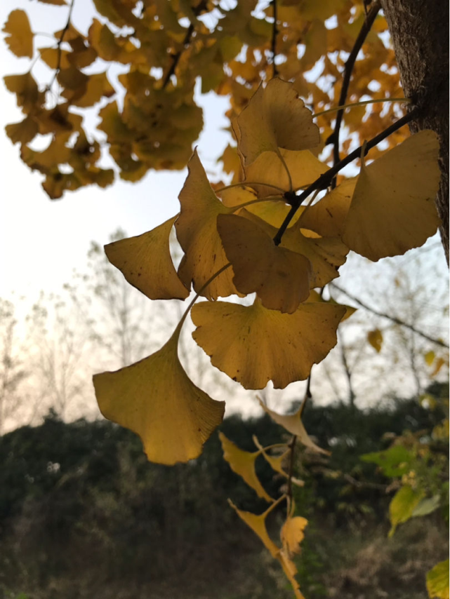 植物中的 活化石 秋天一到满树 黄金 养一盆吉祥喜庆 银杏 白果 黄金 叶子
