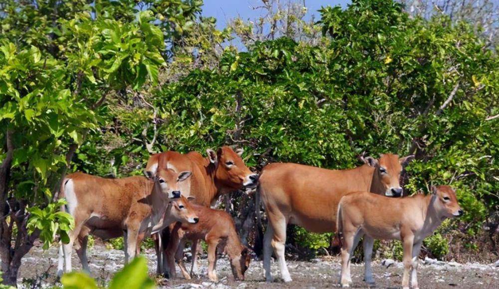 西沙东岛野牛群,规模超过400头?牛的粪便证明:可以吃【图文】牛群岛上