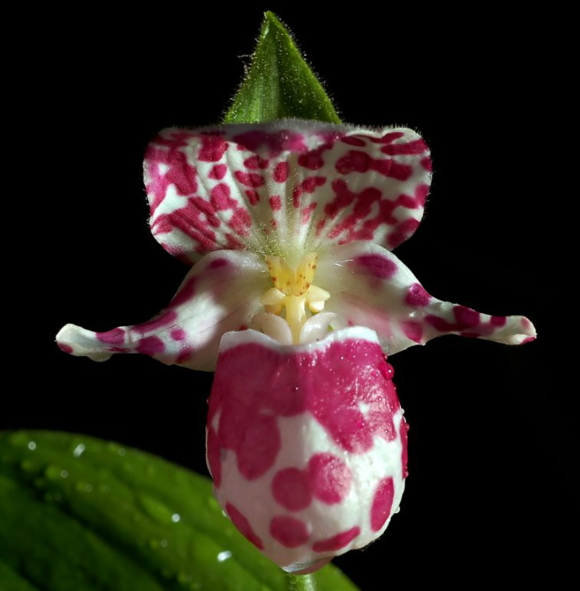 一级,仅10余株,大兴安岭发现罕见紫点杓兰,它有何特点,价值?