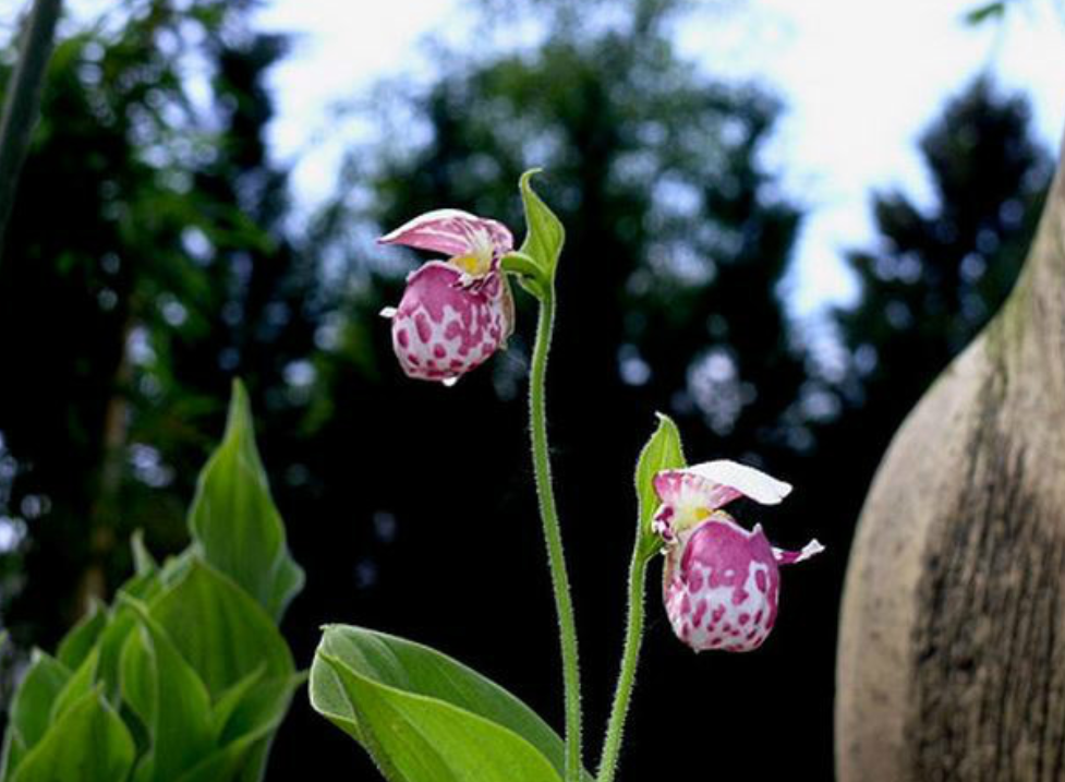 一级,仅10余株,大兴安岭发现罕见紫点杓兰,它有何特点,价值?