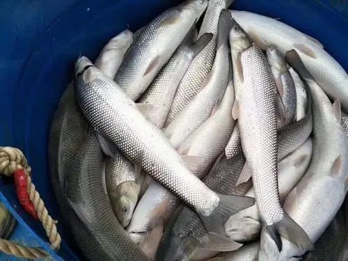 东北泛滥的淡水银鳕鱼最大1米长却不受欢迎