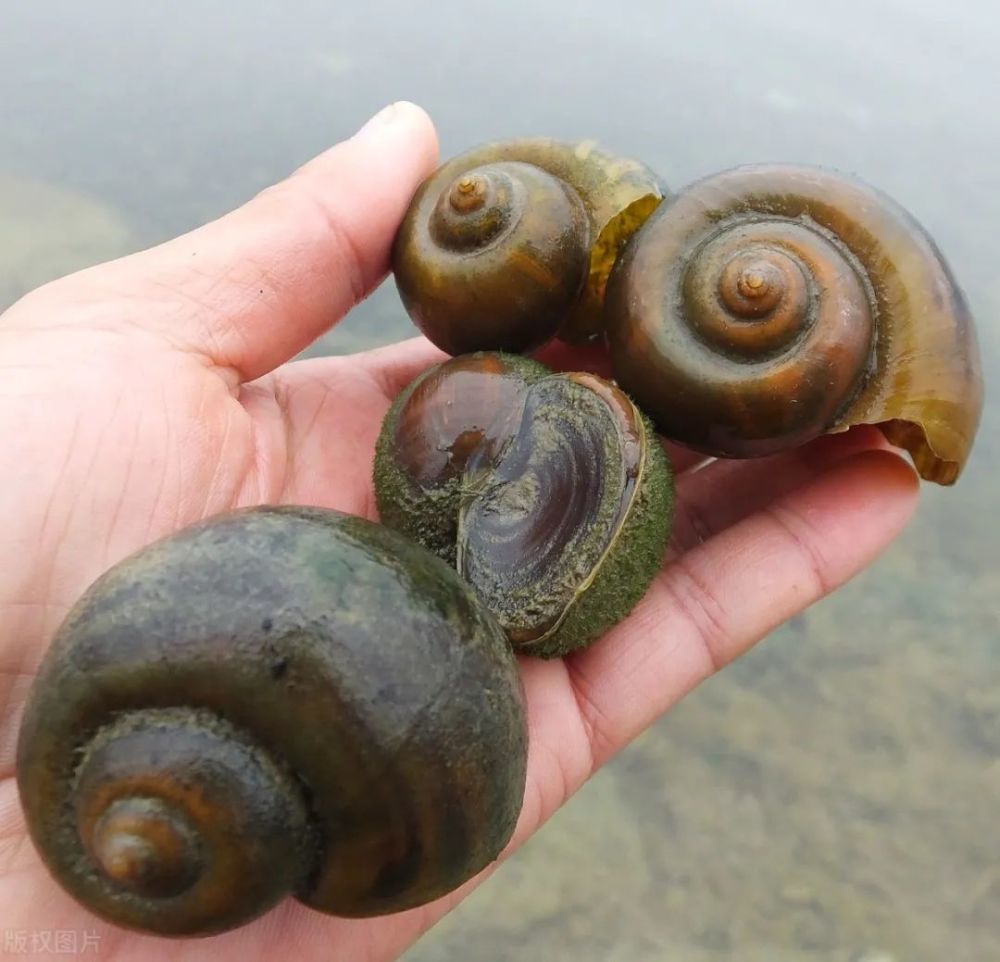 洱海遭外来生物入侵福寿螺遍布40元一公斤回收发动市民参与