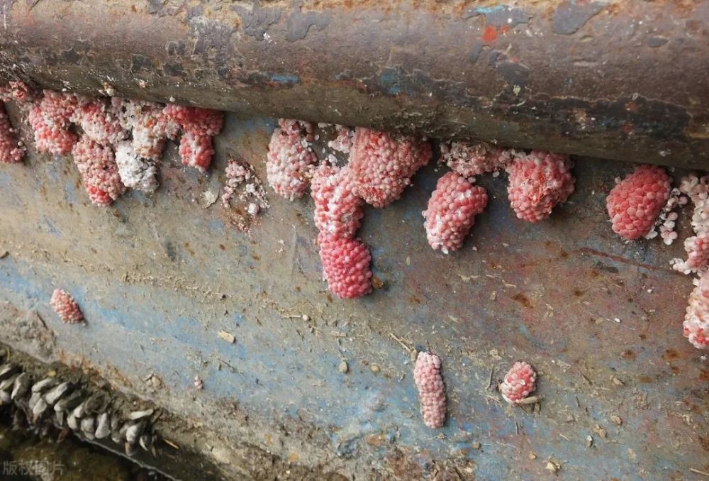 洱海遭外来生物入侵福寿螺遍布40元一公斤回收发动市民参与