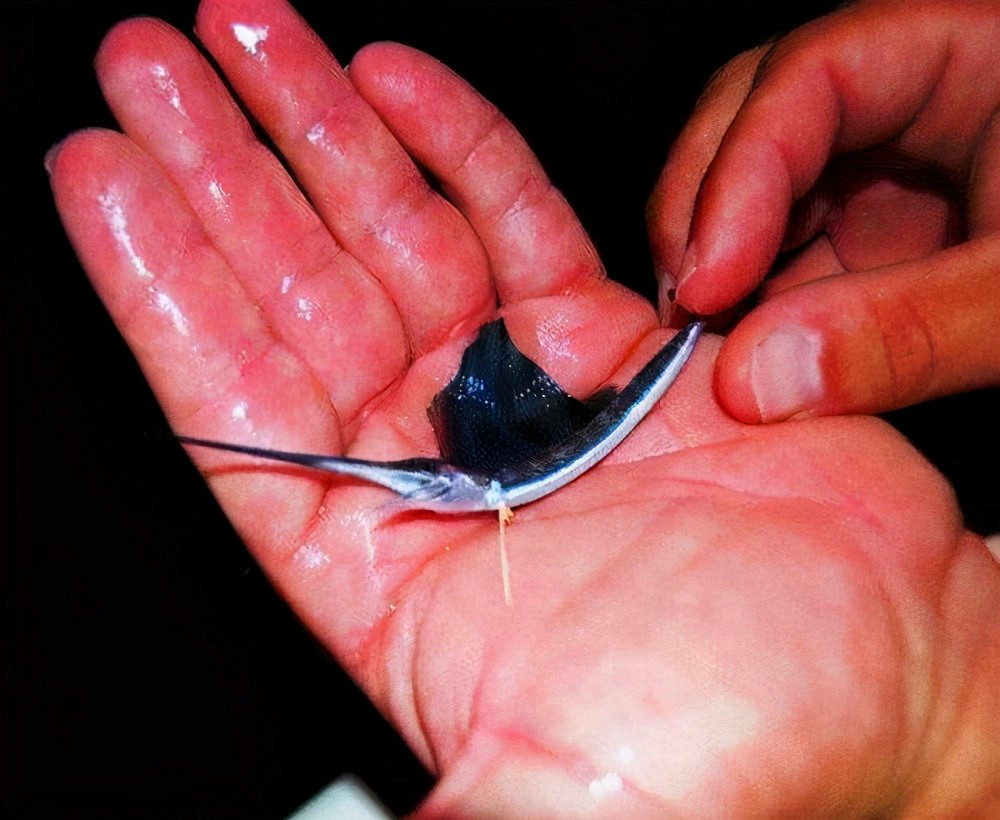 刚出生仅米粒大,成年后变身顶级海洋猎手,尖吻能刺穿油轮钢板