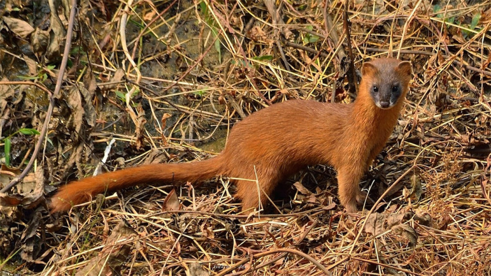 为什么老一辈人告诫黄鼠狼不能捕杀难道真会遭报应