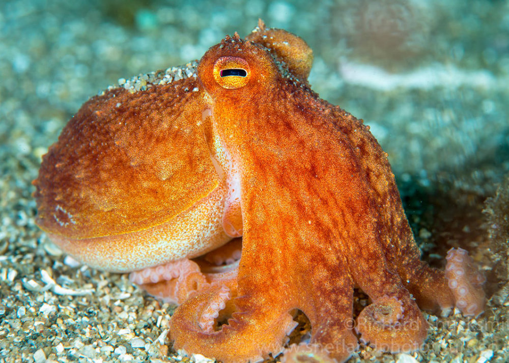 章鱼不是来自地球?多个证据表明,科学家的怀疑可能是对的