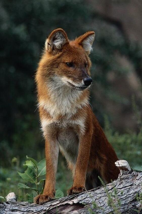 一次拍到14只甘肃张掖肃南首次发现大规模豺群它攻击力多强