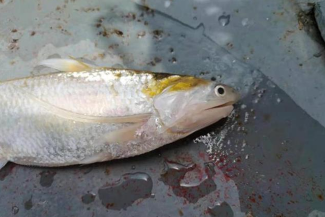 禁捕成效:时隔30年,1尾刀鲚在长江嘉鱼段被发现,为何这么少?