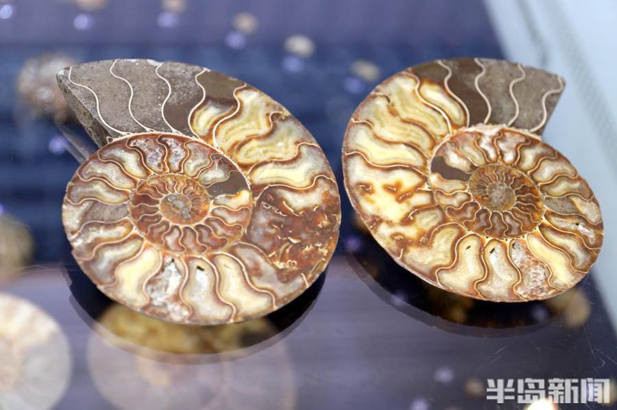 贝壳博物馆内的菊石化石