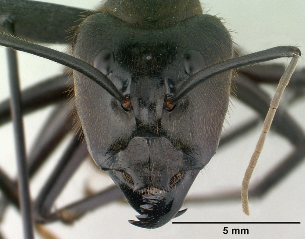 广州查获2批巨人恐蚁,世界最大蚂蚁之一,有多可怕?