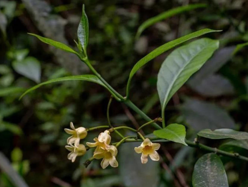 消失20年贵州再次发现中国特有植物富宁藤重现意味着什么