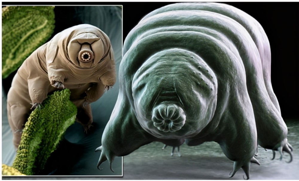 它究竟是地球真正的主人还是来自外太空的生物为何能太空繁衍