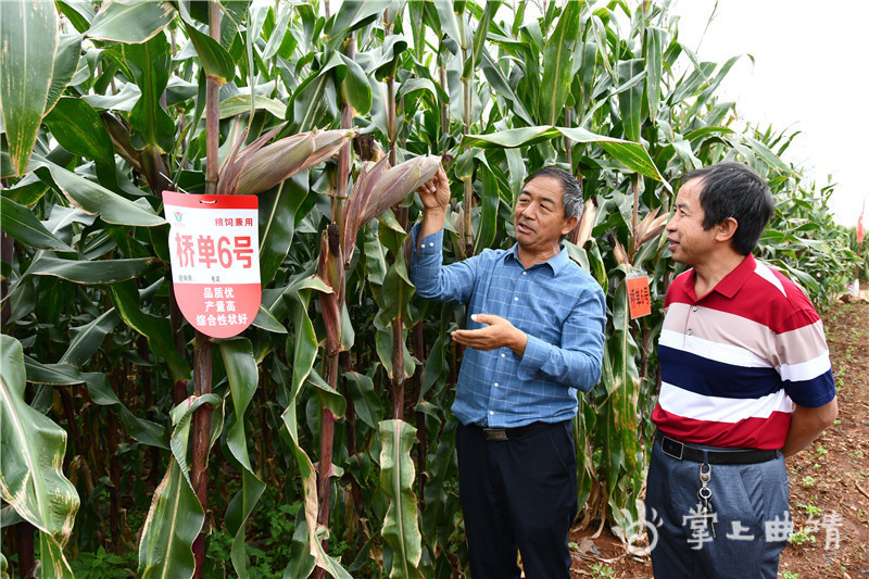 精心育良种保粮促增收——宣威玉米良种繁育推广纪实