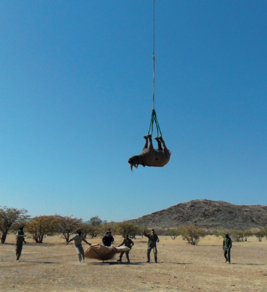 被倒吊会伤害黑犀牛吗?吊起来研究看看!|搞笑诺奖